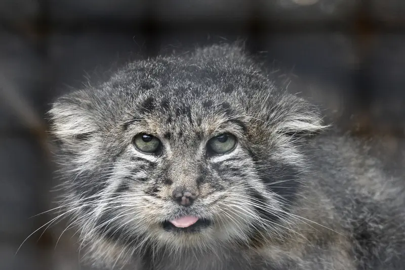 レニングラード動物園のスヴェンの写真