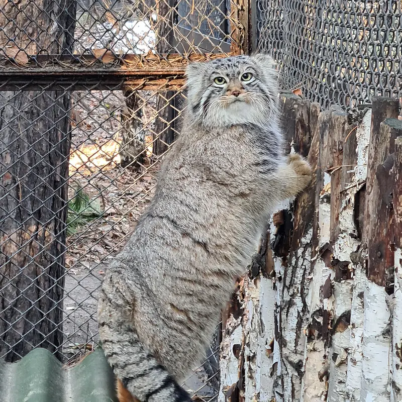 ノヴォシビルスク動物園のラッキーの写真