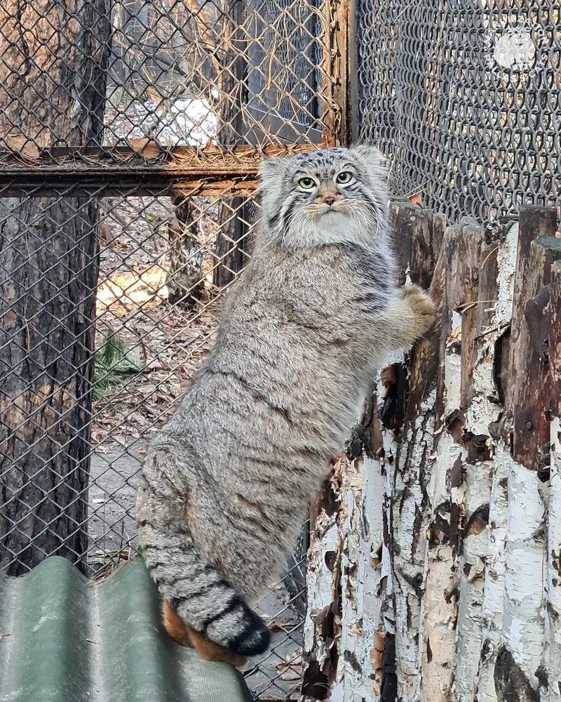 ノヴォシビルスク動物園のラッキーの写真