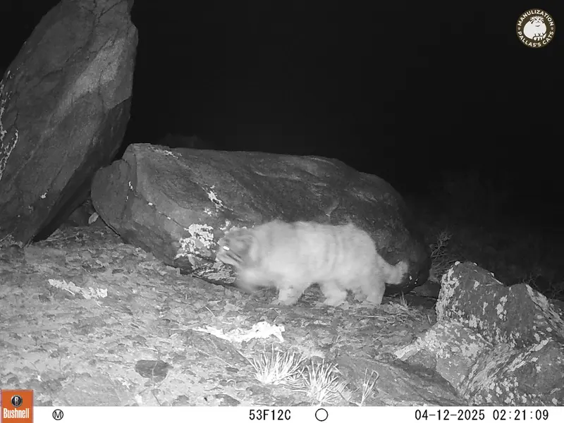 コシュカルカメラトラップで撮影したOtocolobus manul manulの写真