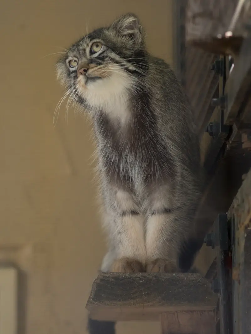旭山動物園のヒデの写真