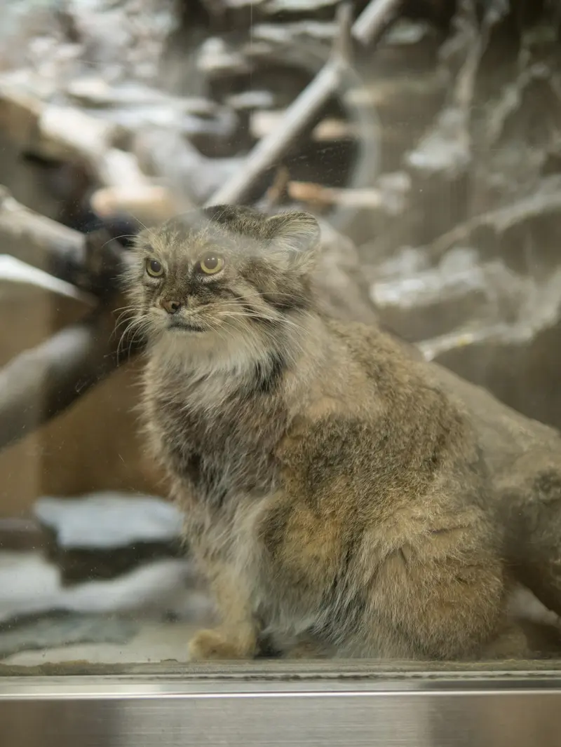 恩賜上野動物園のプリームラの写真