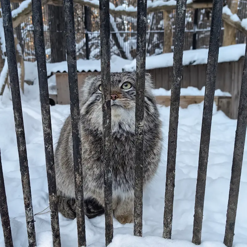 ノヴォシビルスク動物園のシルヴェスターの写真