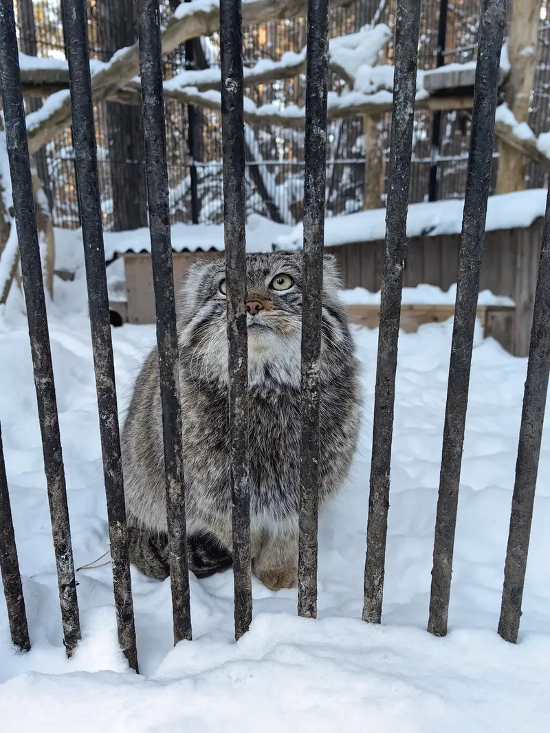 ノヴォシビルスク動物園のシルヴェスターの写真