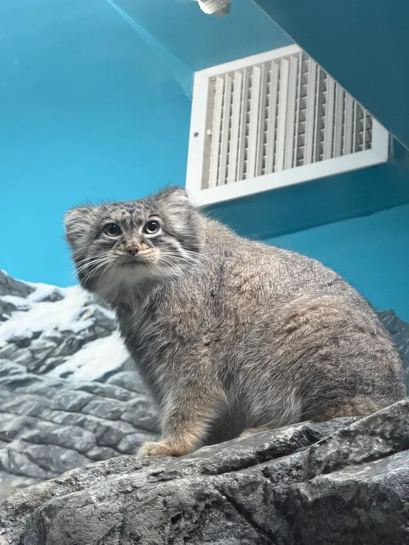 シンシナティ動物園のイザベルの写真