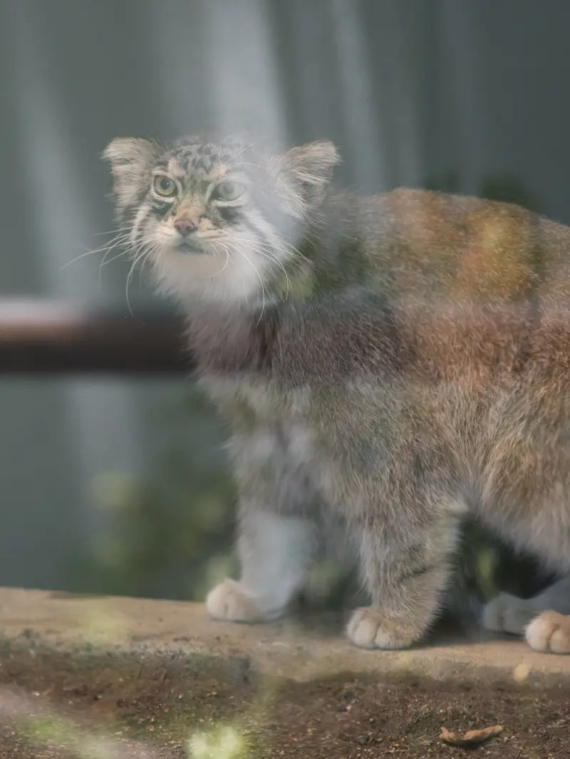 神戸市立王子動物園のイーリスの写真