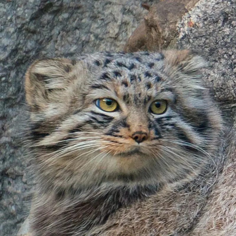 モスクワ動物園のマヌルネコのダーライ
