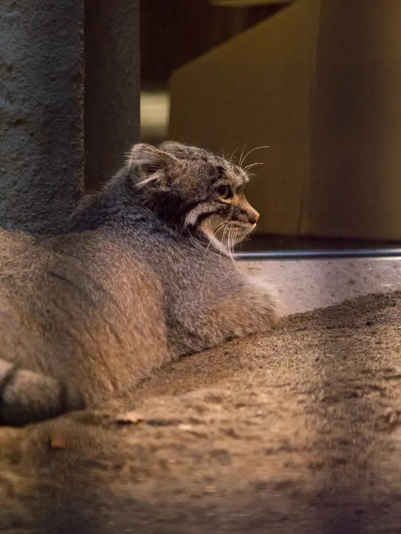 野毛山動物園のフィーガの写真