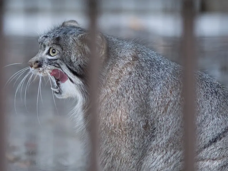 野毛山動物園のフィーガの写真