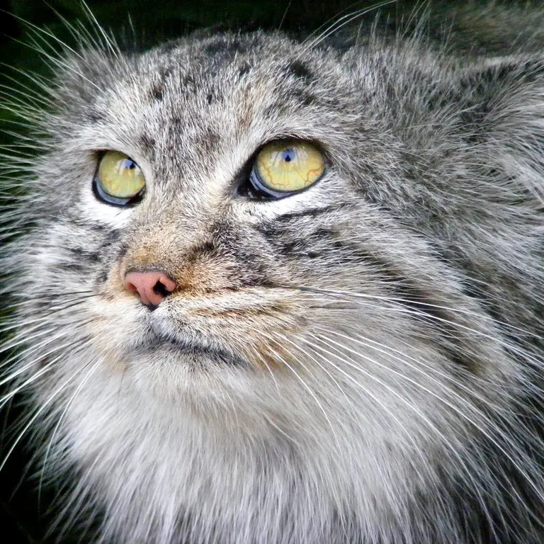 ビッグ・キャット・サンクチュアリのウェイ・シャンの写真