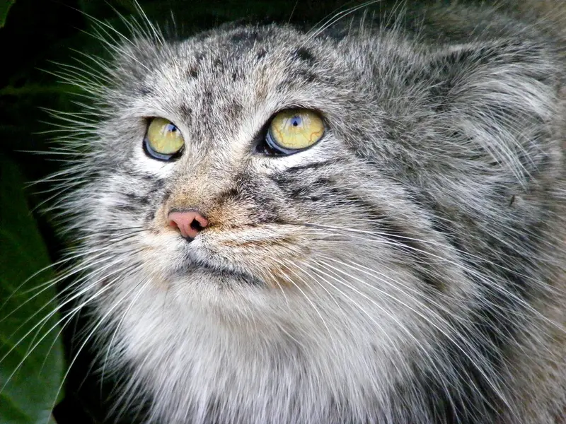 ビッグ・キャット・サンクチュアリのウェイ・シャンの写真