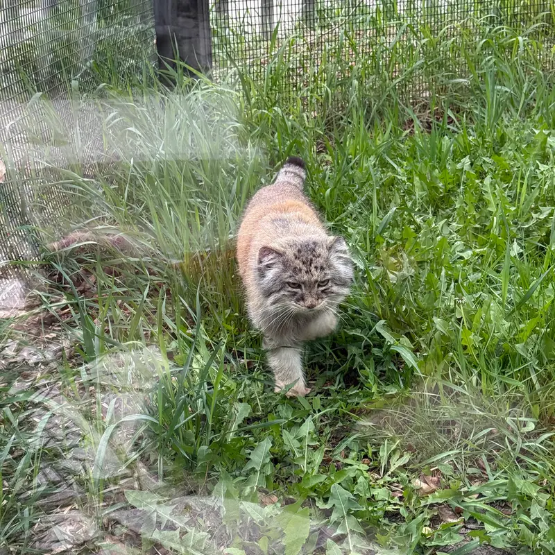 レッドリバー動物園のミダスの写真