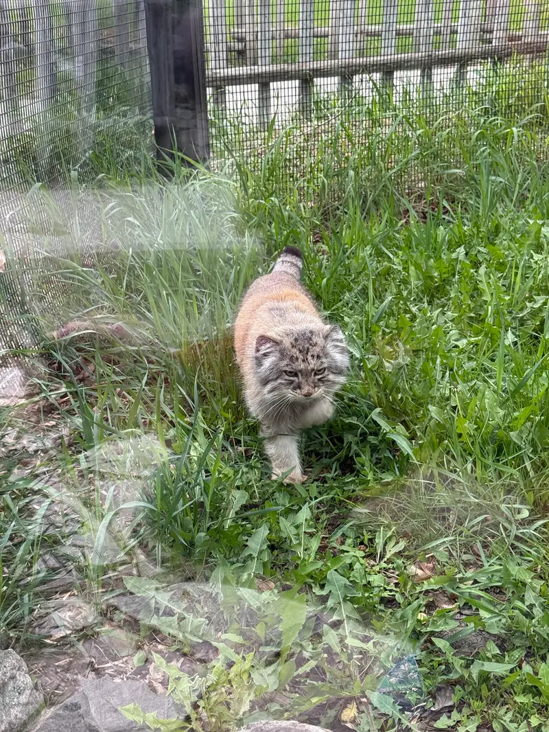 レッドリバー動物園のミダスの写真