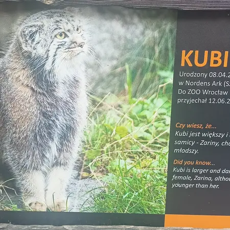 ヴロツワフ動物園のマヌルネコの写真