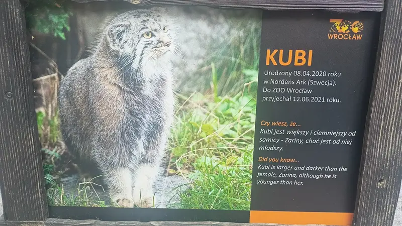ヴロツワフ動物園のマヌルネコの写真