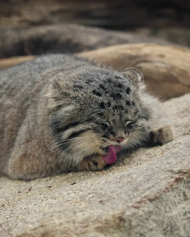 神戸どうぶつ王国のナルの写真