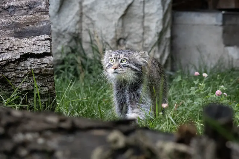 モスクワ動物園のティモフェイの写真