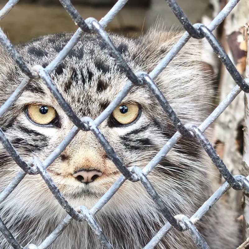 ノヴォシビルスク動物園のロロの息子 b.2026 Ⅱの写真