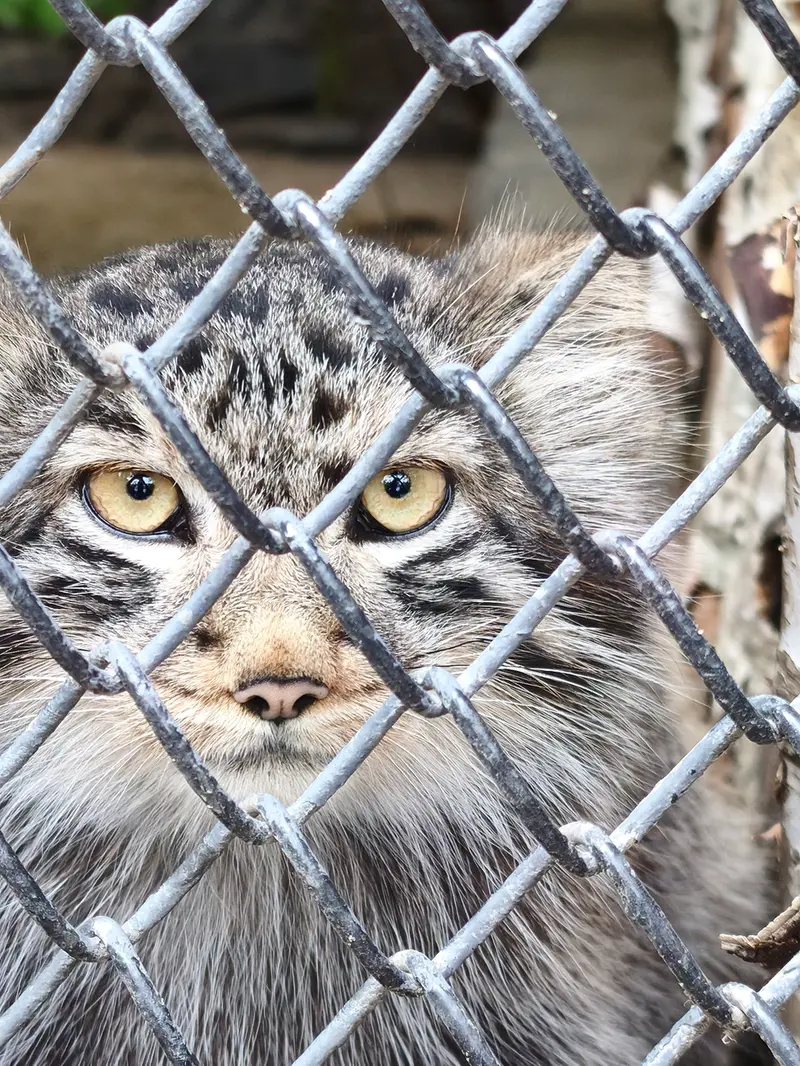 ノヴォシビルスク動物園のマヌルネコの写真