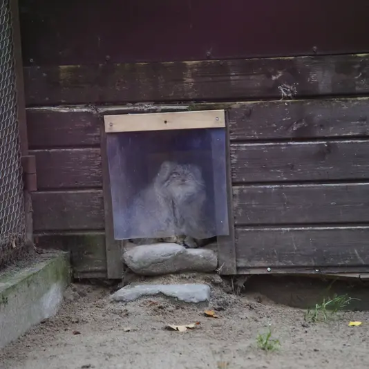 ポズナン新動物園のボジェンカの写真