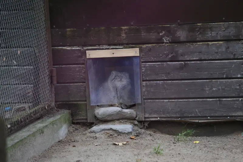 ポズナン新動物園のボジェンカの写真