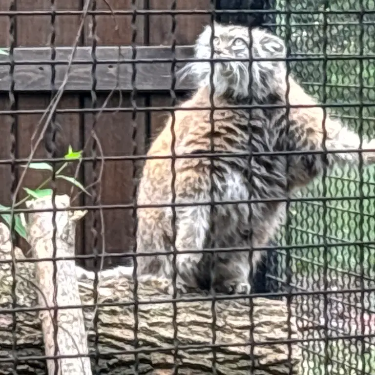 ワルシャワ動物園のジェシーの写真