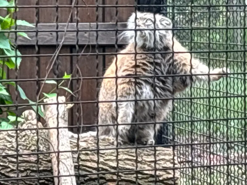 ワルシャワ動物園のジェシーの写真