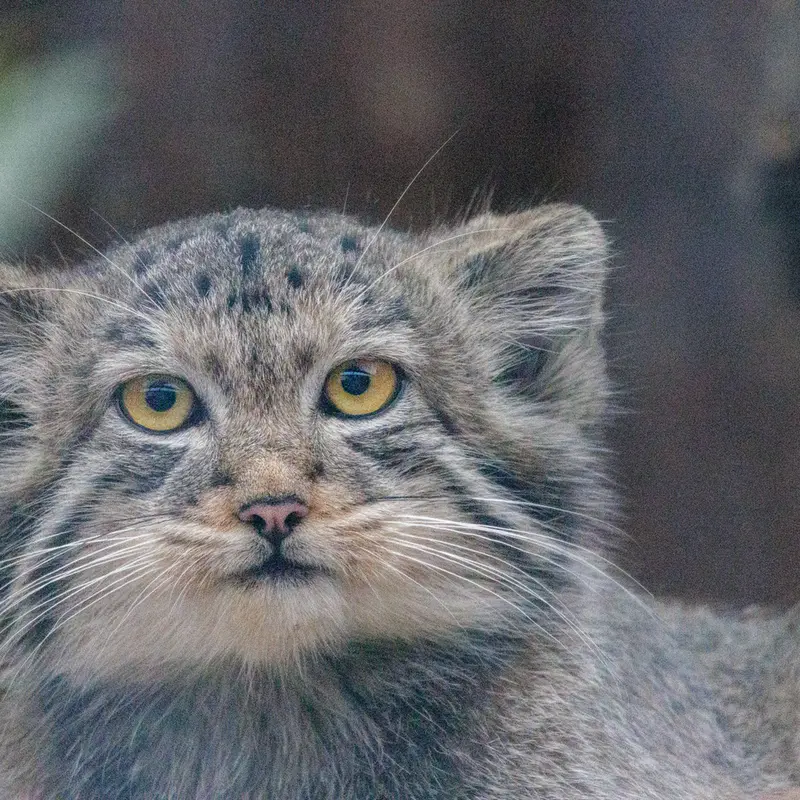 レニングラード動物園のアクサの写真