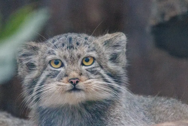 レニングラード動物園のアクサの写真