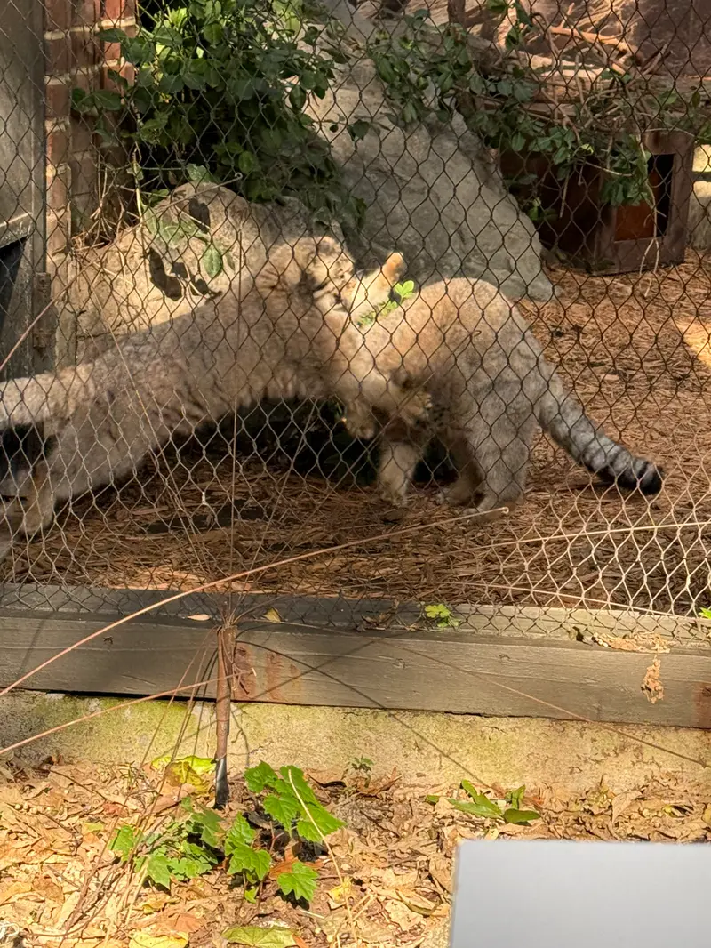 プロスペクト・パーク動物園のサルナイとバトゥの写真