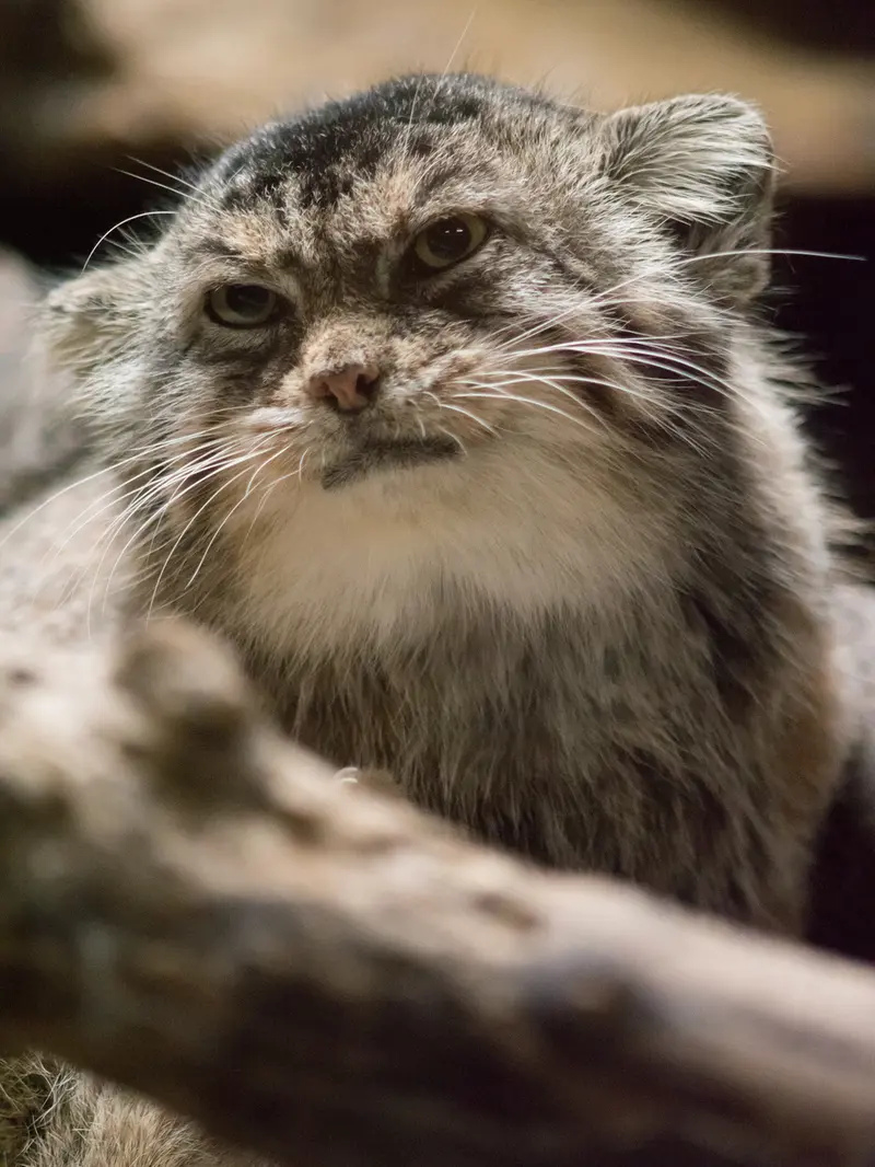 恩賜上野動物園のプリームラの写真