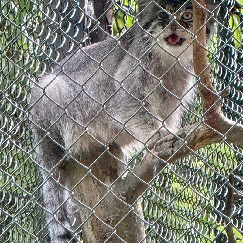 オペル動物園のバトゥの写真