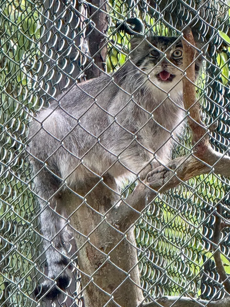 オペル動物園のバトゥの写真