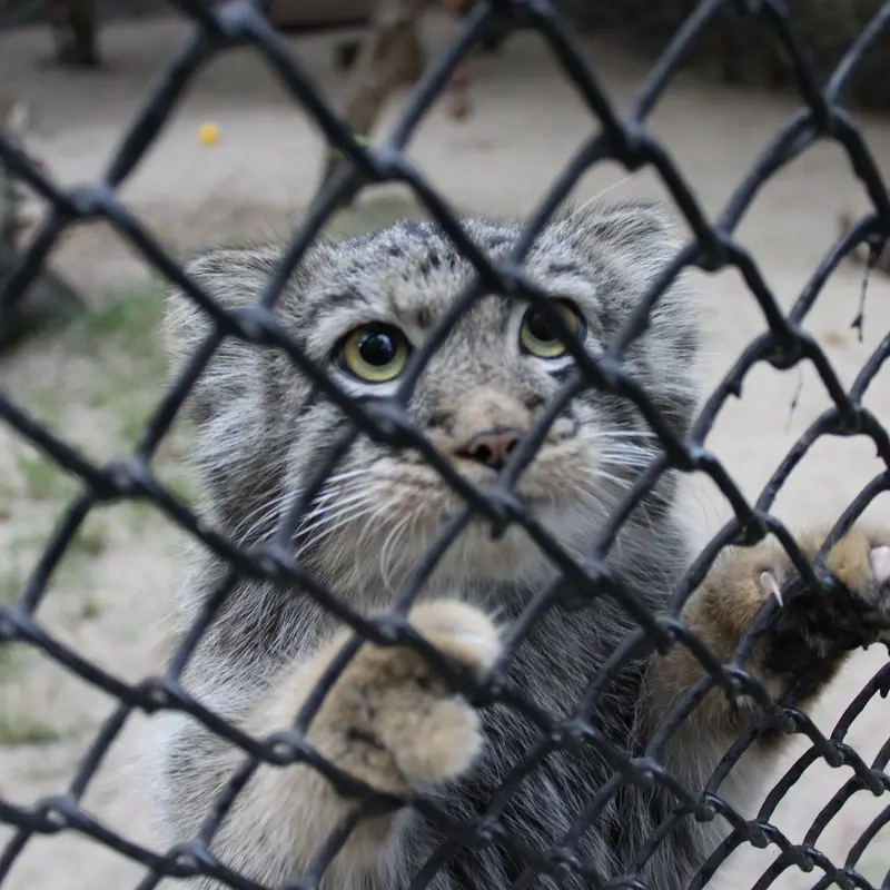 ノヴォシビルスク動物園のマヌルネコの写真