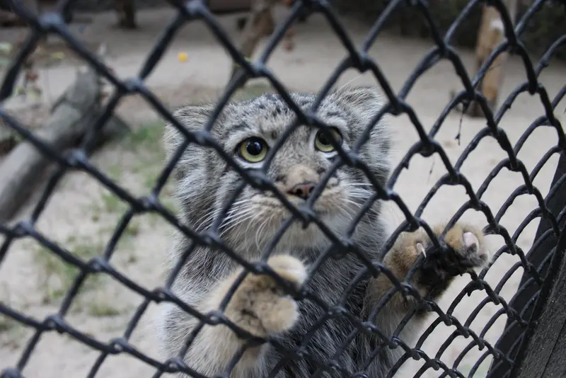 ノヴォシビルスク動物園のマヌルネコの写真