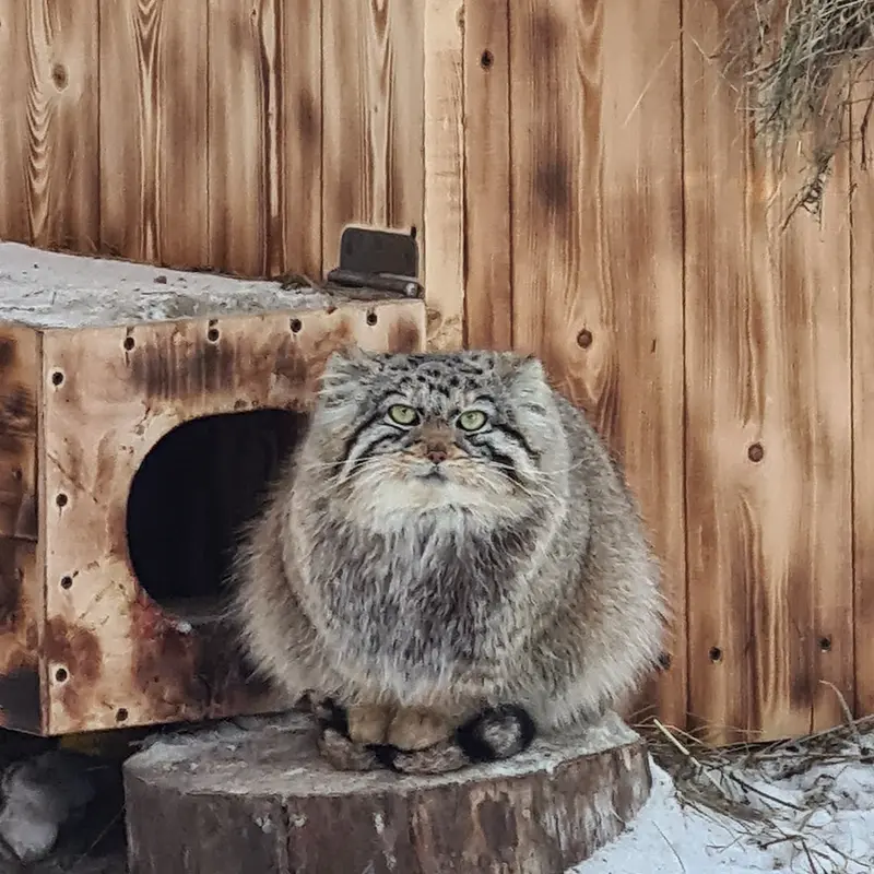 ノヴォシビルスク動物園のアーニャの写真