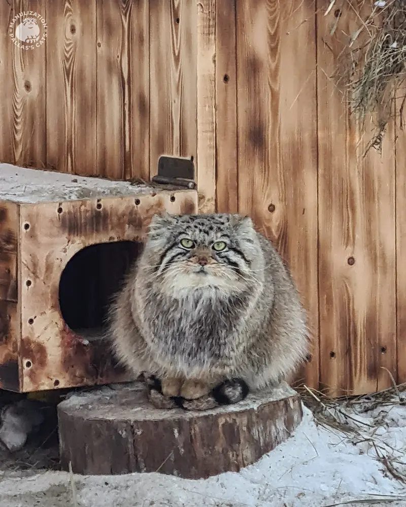 ノヴォシビルスク動物園のアーニャの写真