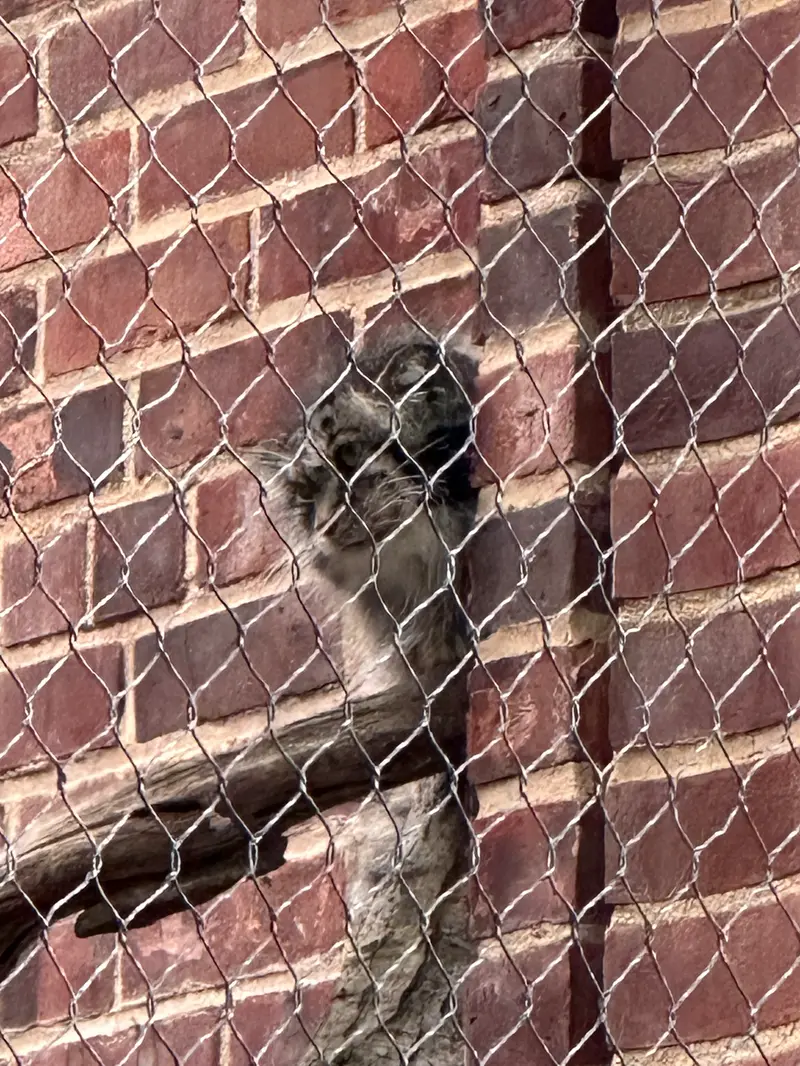 プロスペクト・パーク動物園のマヌルネコの写真
