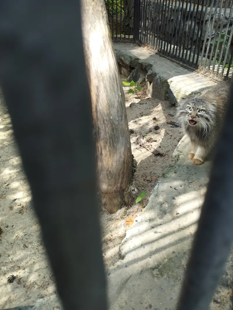 ノヴォシビルスク動物園のマヌルネコの写真
