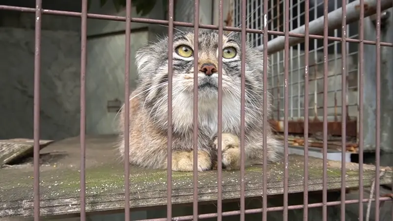 東山動植物園のハニーの動画
