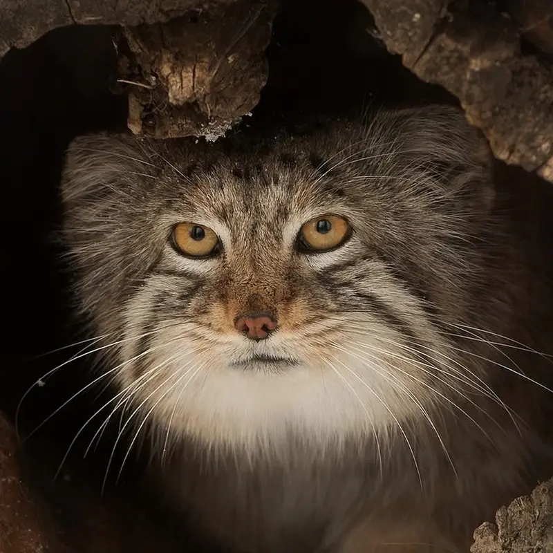 レッドリバー動物園のマヌルネコのミダス