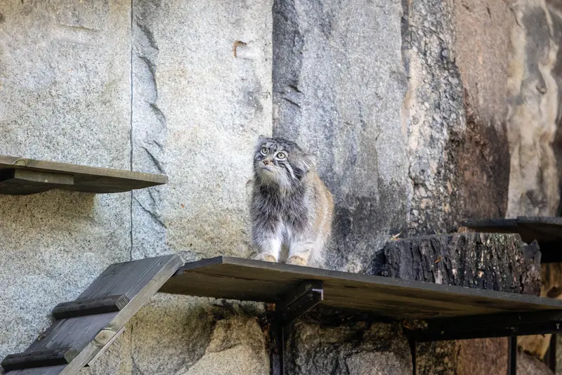 モスクワ動物園のティモフェイの写真