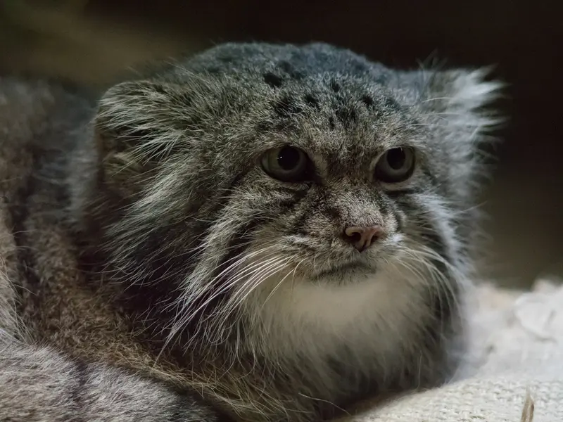 恩賜上野動物園のクリョンの写真