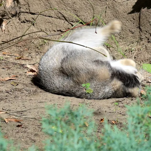 モスクワ動物園のマヌルネコの写真