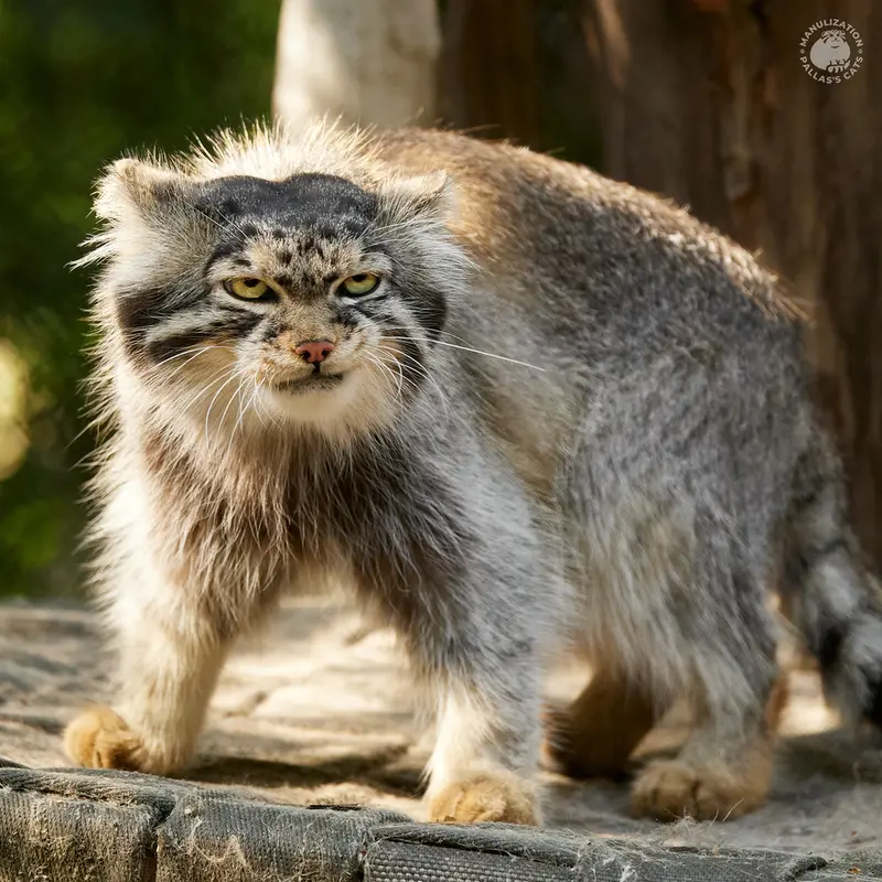 ノヴォシビルスク動物園のジョージの写真