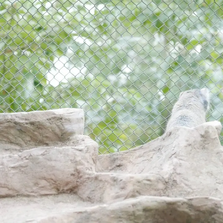 埼玉県こども動物自然公園のオトの写真