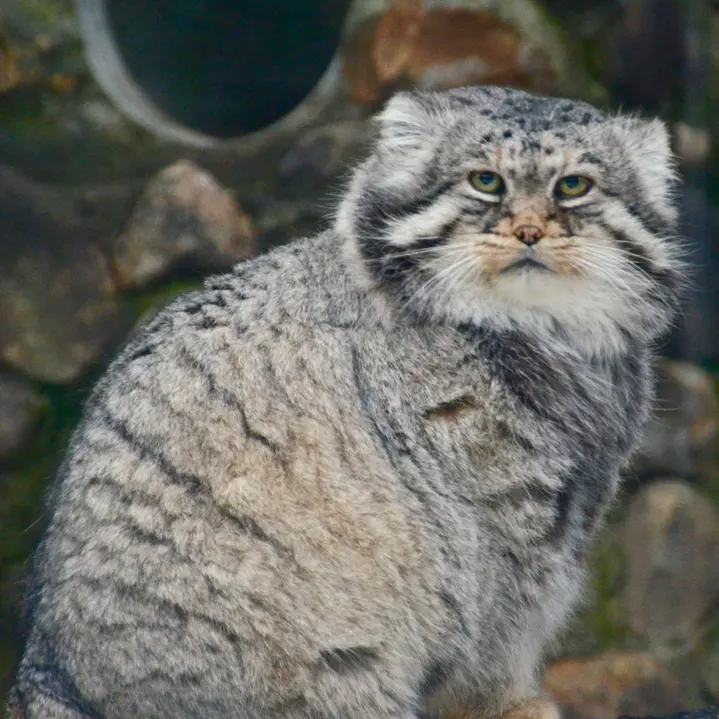 モスクワ動物園のヴァディムの写真