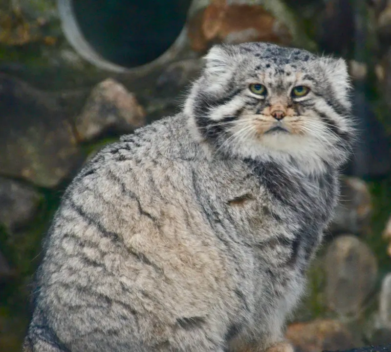 モスクワ動物園のヴァディムの写真