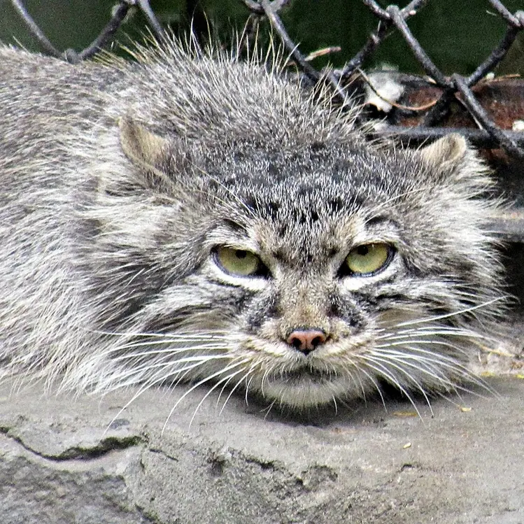ノヴォシビルスク動物園のマヌルネコの写真