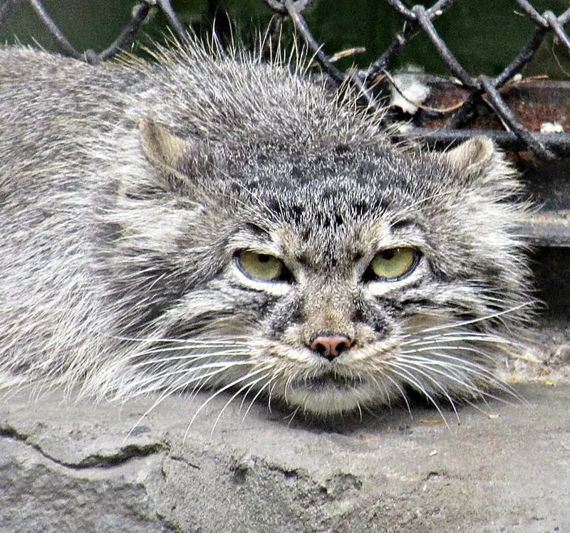 ノヴォシビルスク動物園のマヌルネコの写真